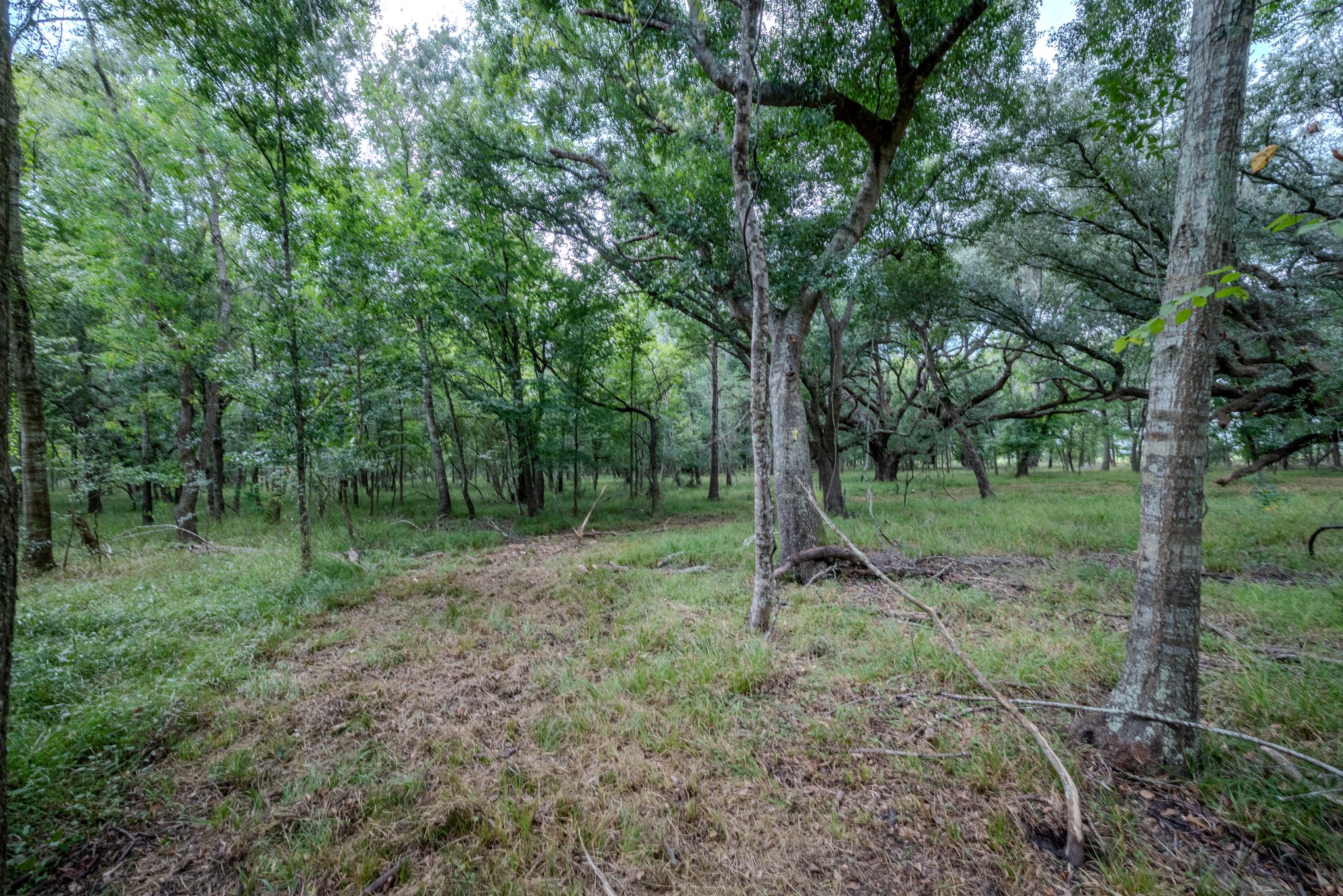 3 Charlie Meyer Road Damon, TX 77430 - Photo 20 of 38 a view of a forest with a tree