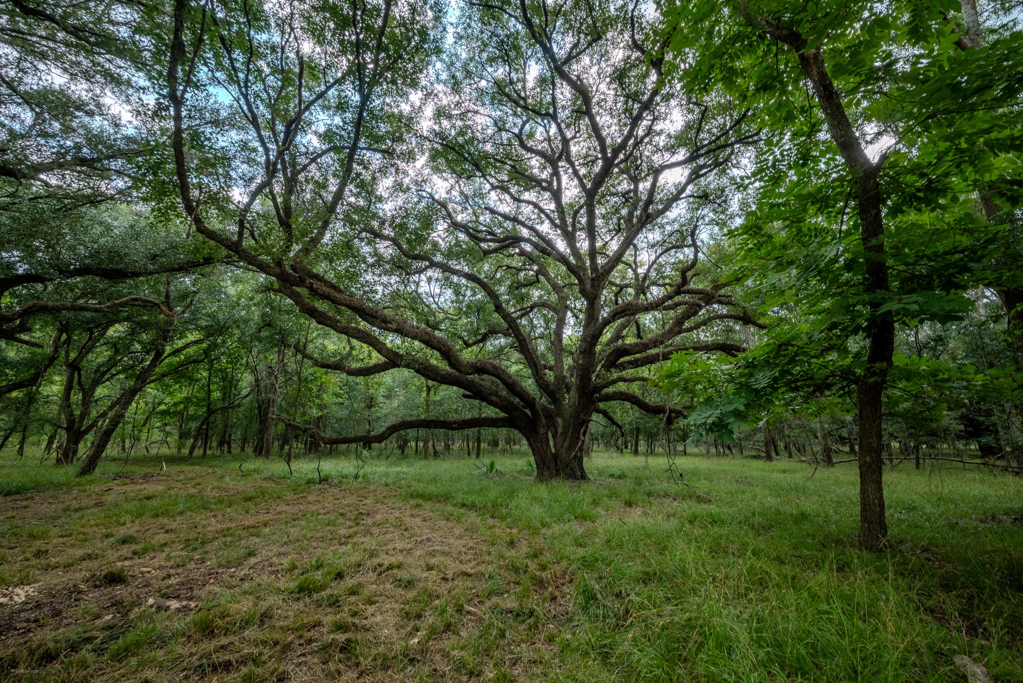 3 Charlie Meyer Road Damon, TX 77430 - Photo 22 of 38 a view of outdoor space and yard