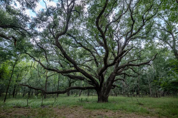 $305,000 | 3 Charlie Meyer Road, Damon, TX 77430