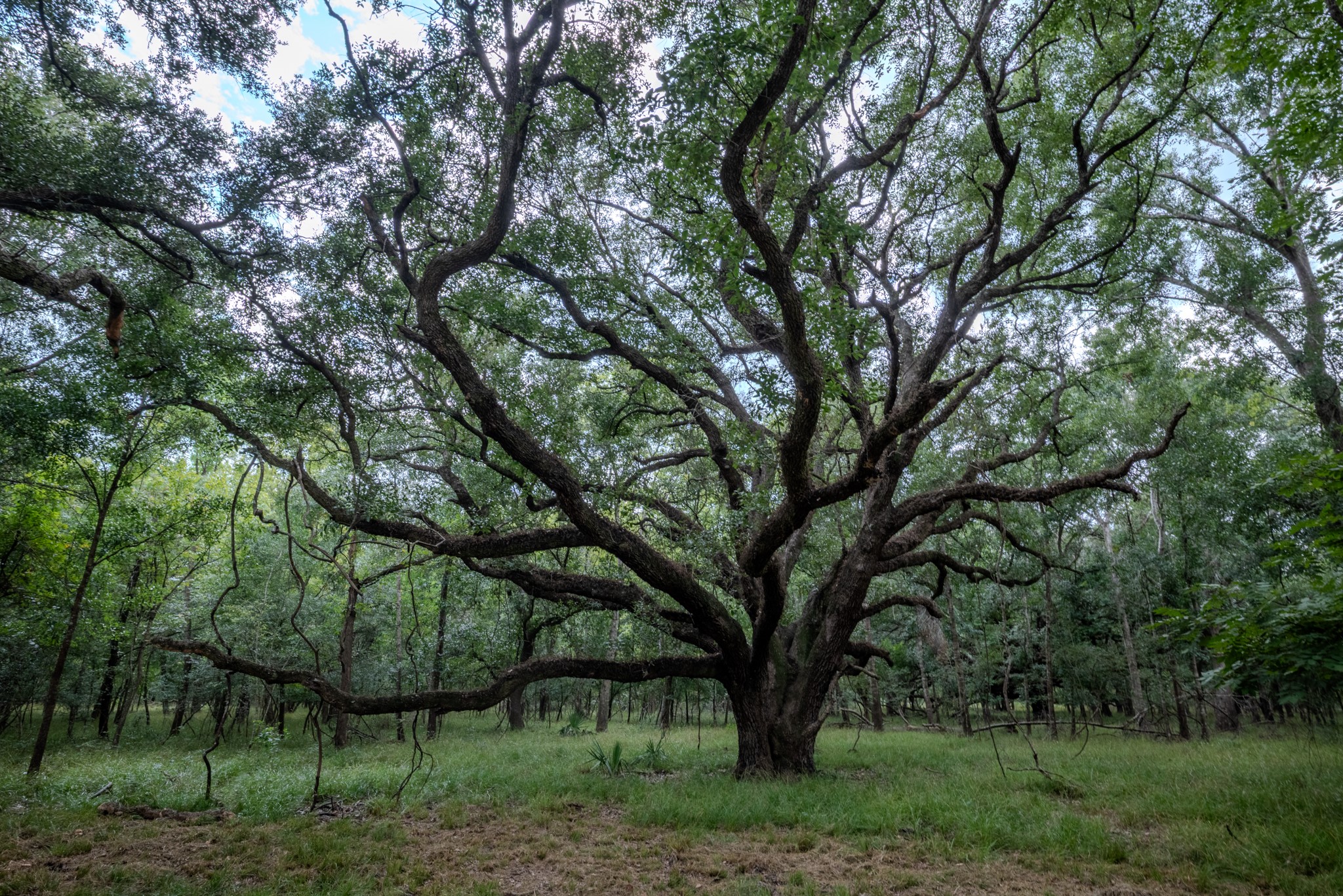 3 Charlie Meyer Road Damon, TX 77430 - Photo 10 of 38 a view of a garden with trees