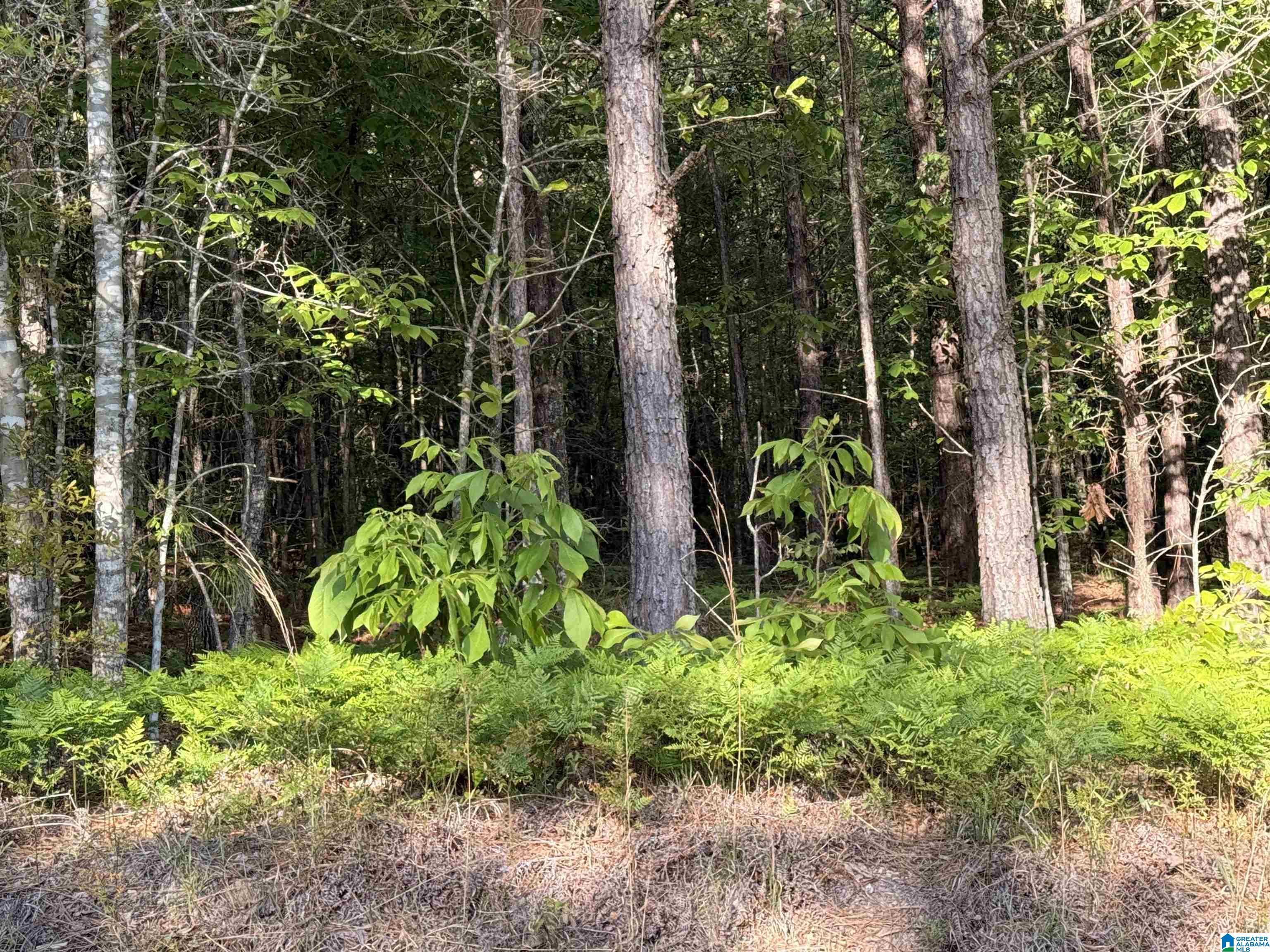0 Piney Woods Road, Unit 3 Vincent, AL 35178 - Photo 12 of 16