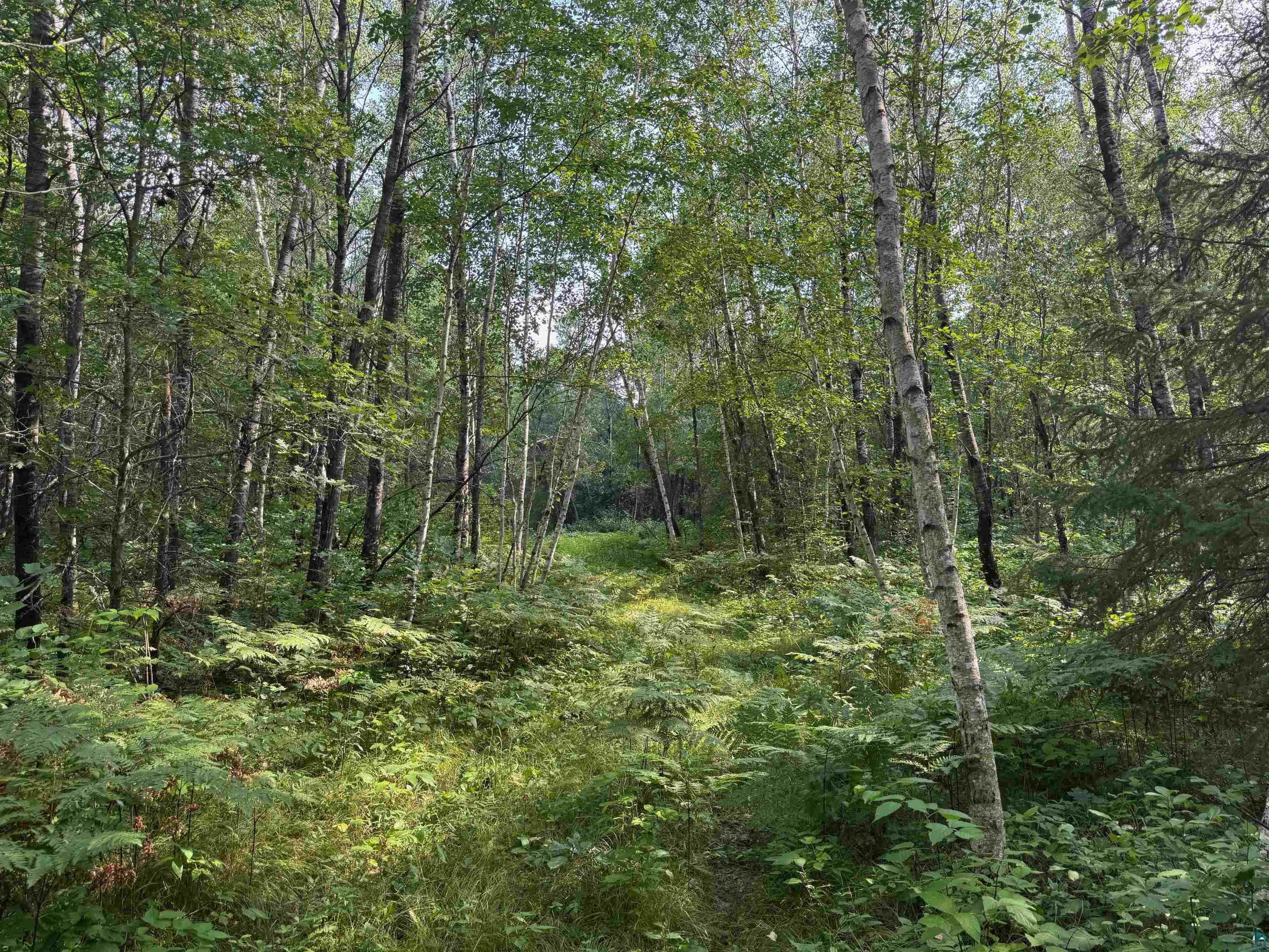 63 Highway 63 Springbrook, WI 54875 - Photo 12 of 15 View of wooded area