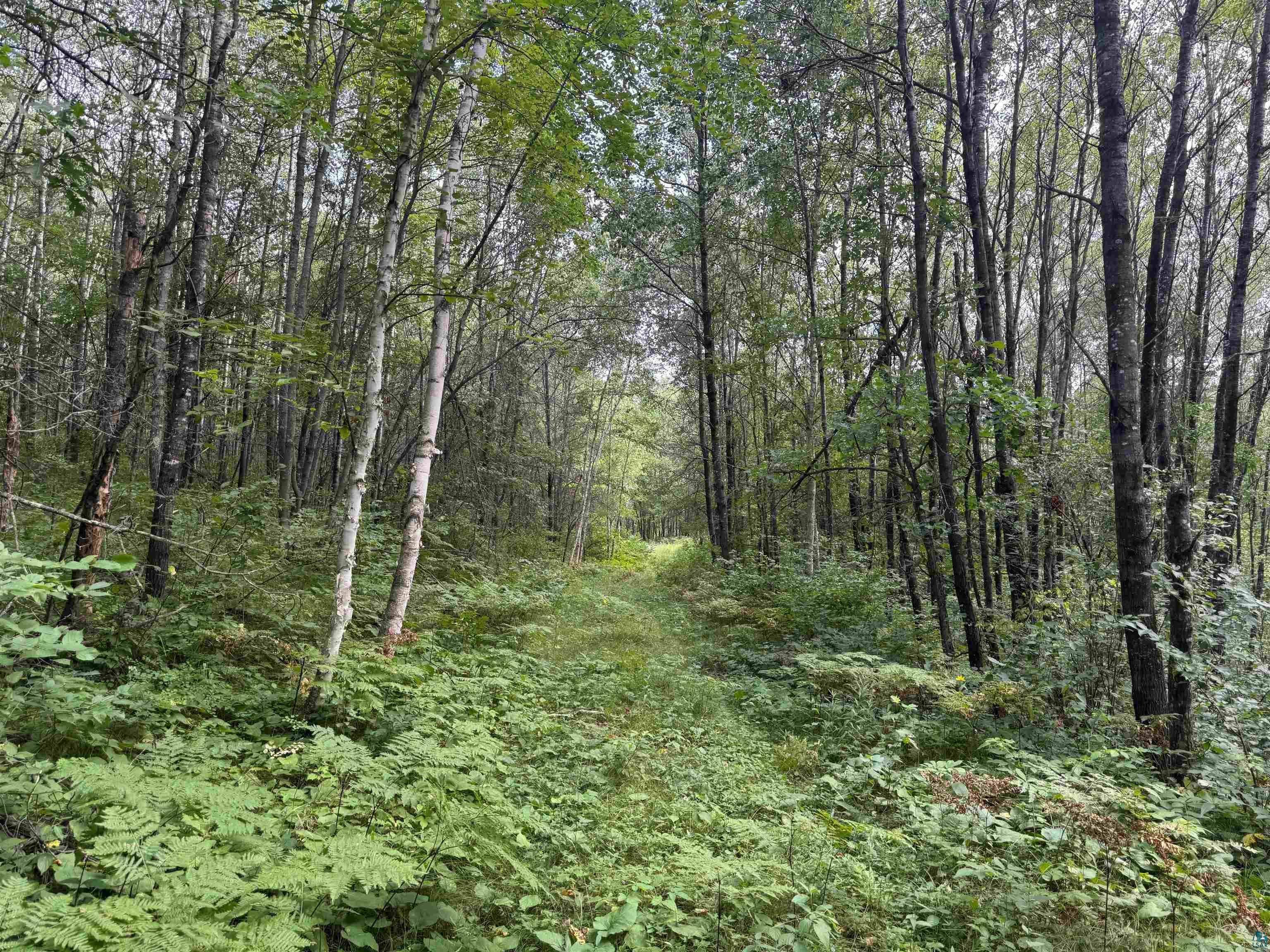 63 Highway 63 Springbrook, WI 54875 - Photo 13 of 15 View of wooded area