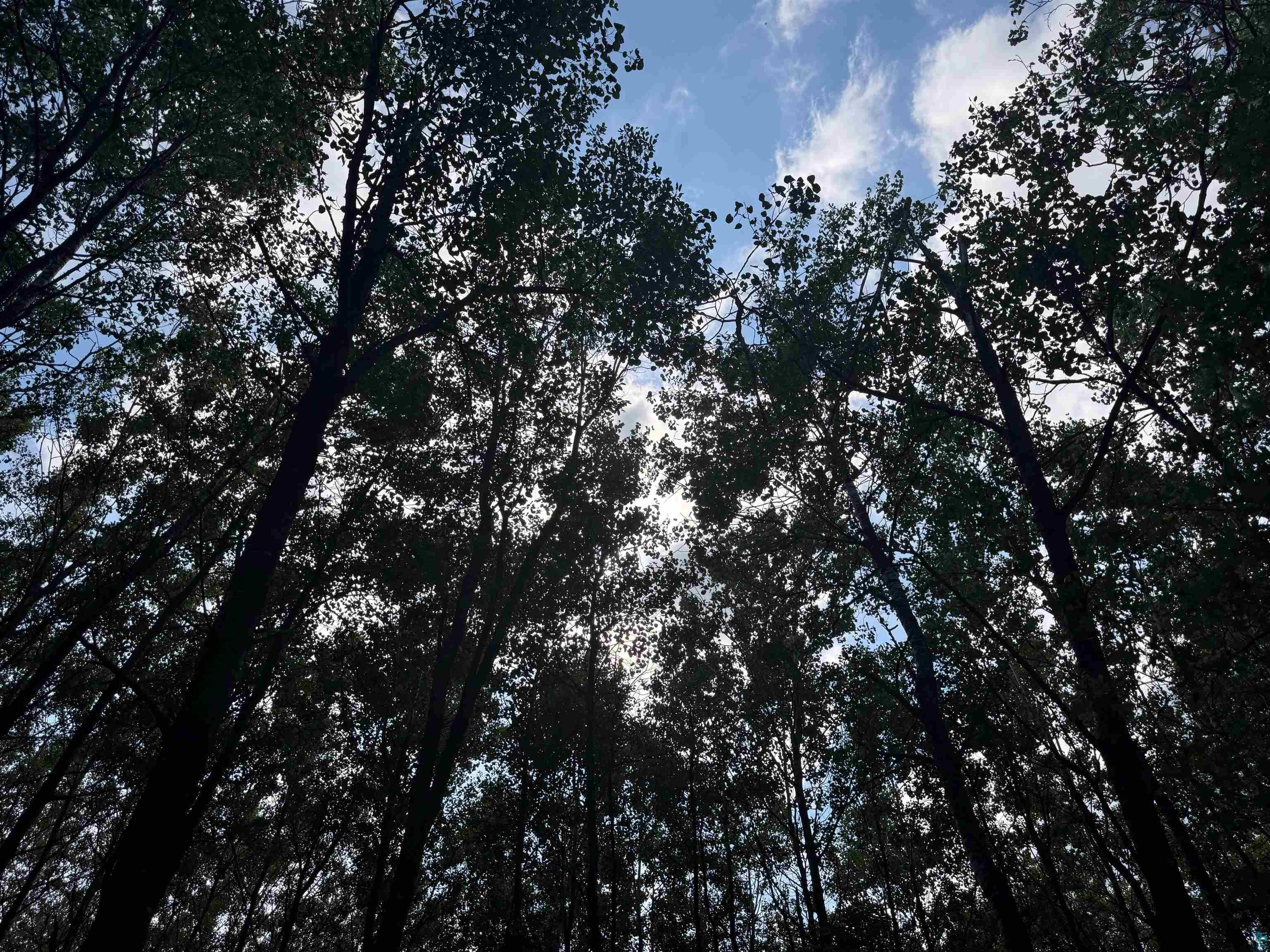 63 Highway 63 Springbrook, WI 54875 - Photo 15 of 15 View of local wilderness