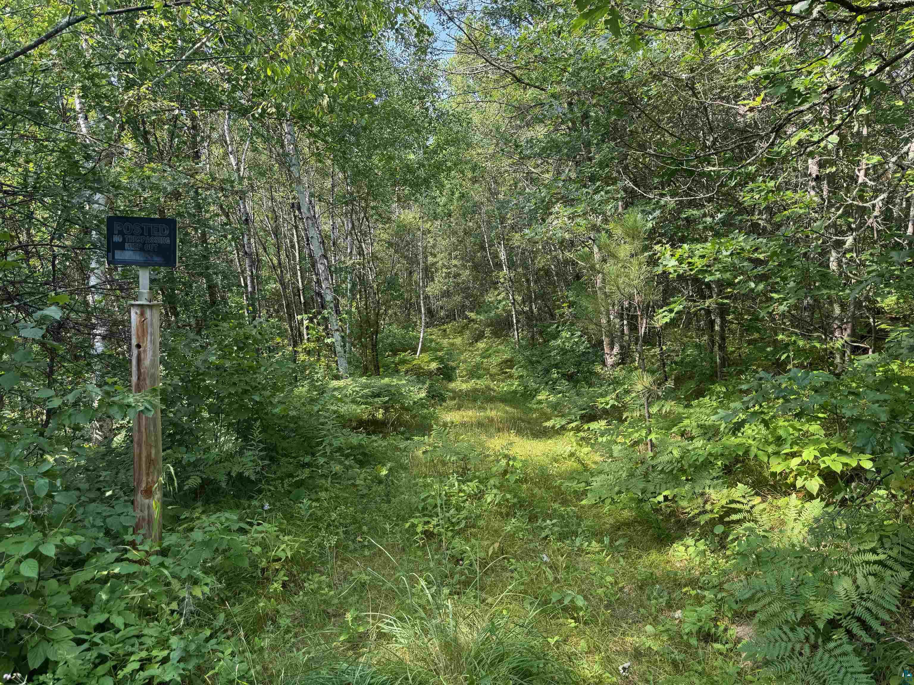 63 Highway 63 Springbrook, WI 54875 - Photo 8 of 15 View of woods