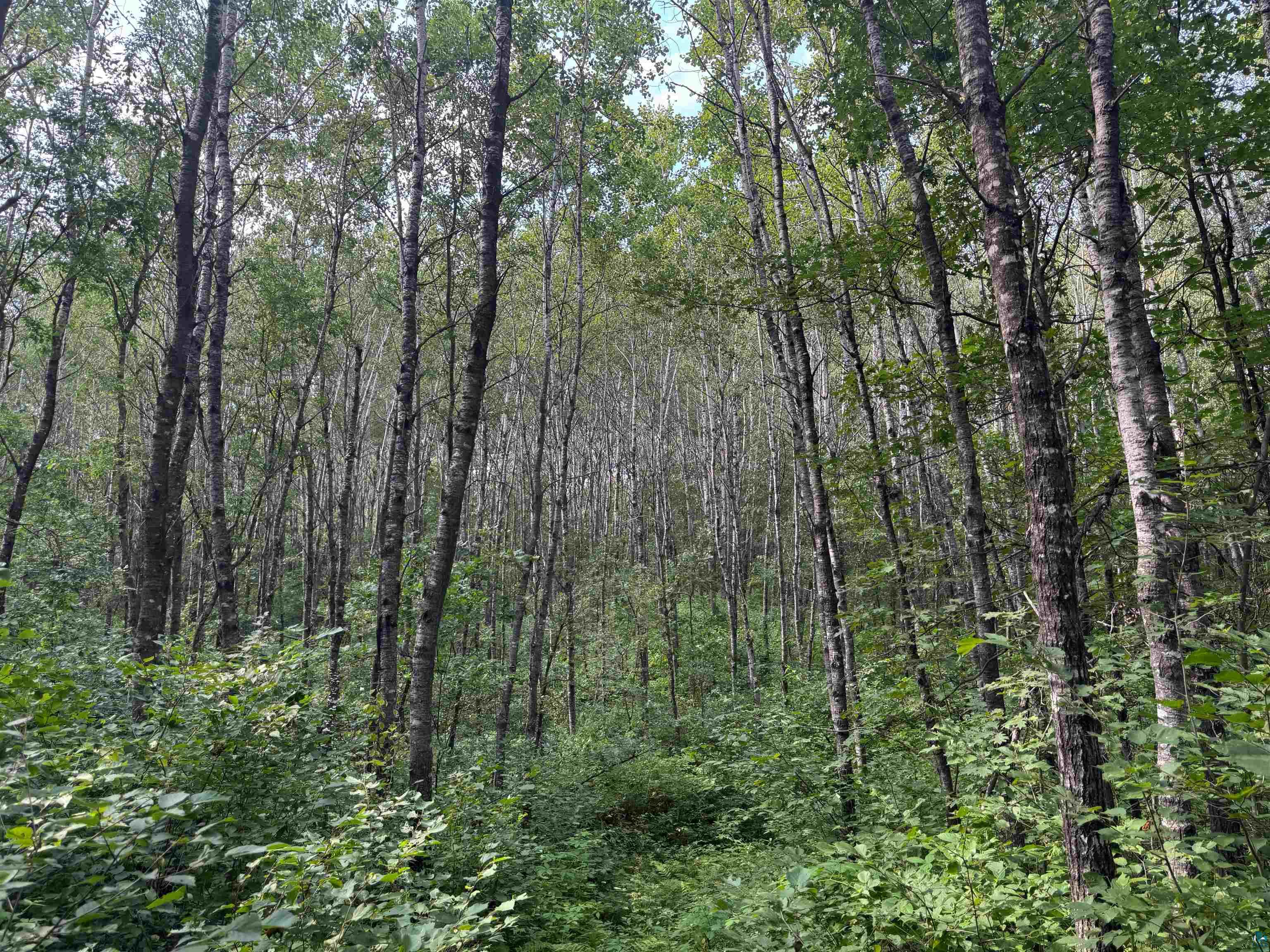 63 Highway 63 Springbrook, WI 54875 - Photo 9 of 15 View of woods