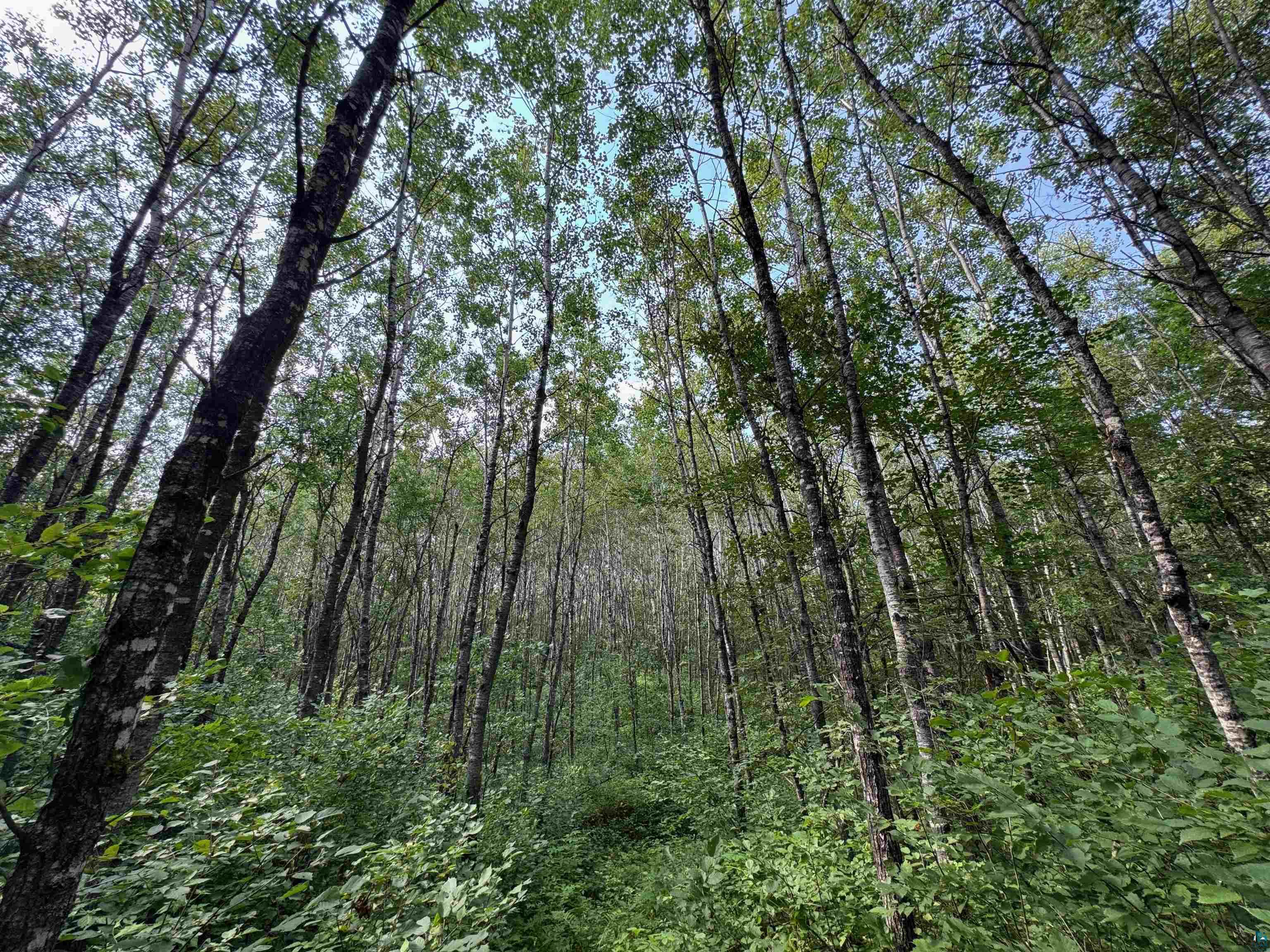63 Highway 63 Springbrook, WI 54875 - Photo 10 of 15 View of wooded area