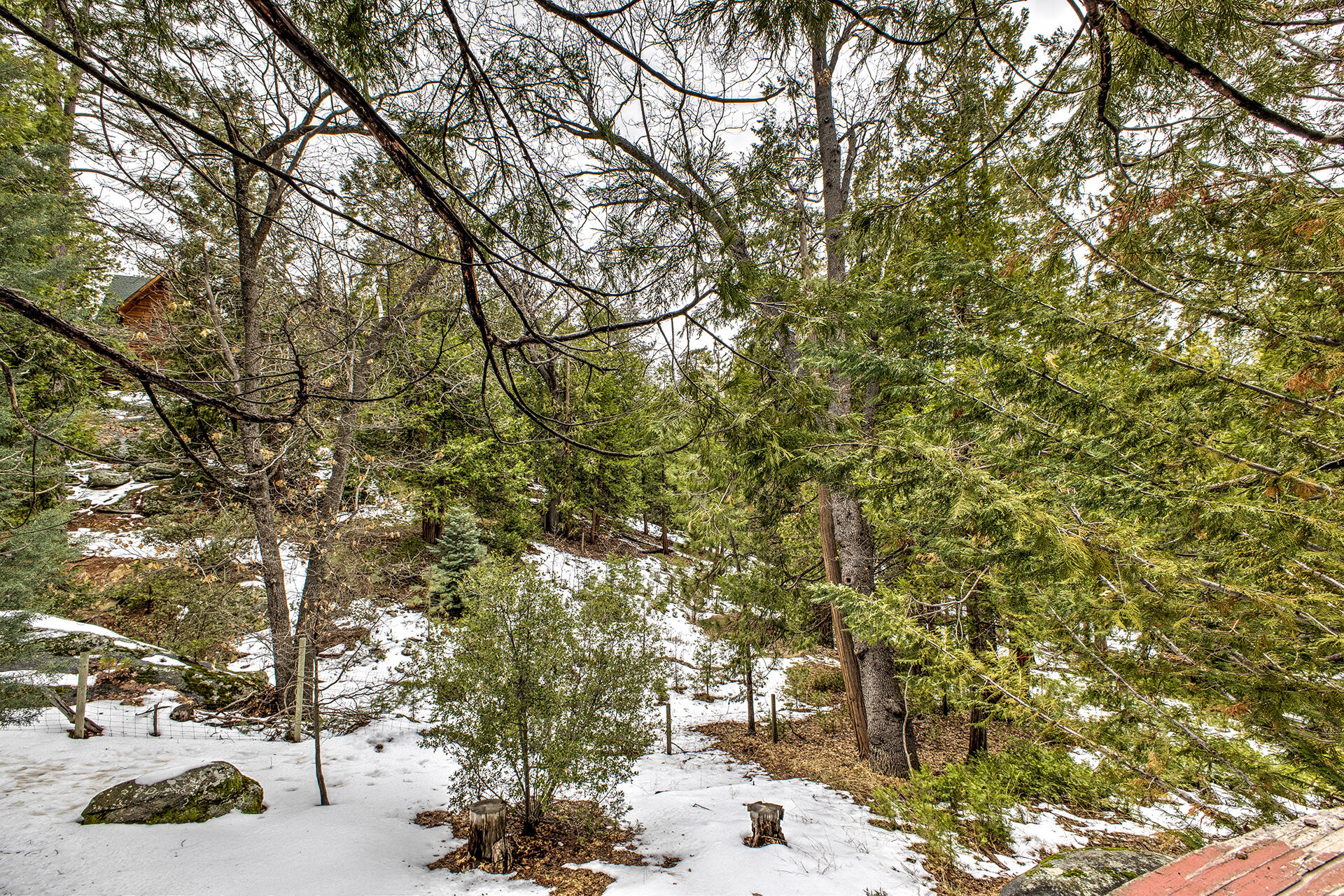 53250 Middleridge Drive Idyllwild, CA 92549 - Photo 29 of 30 a picture of trees