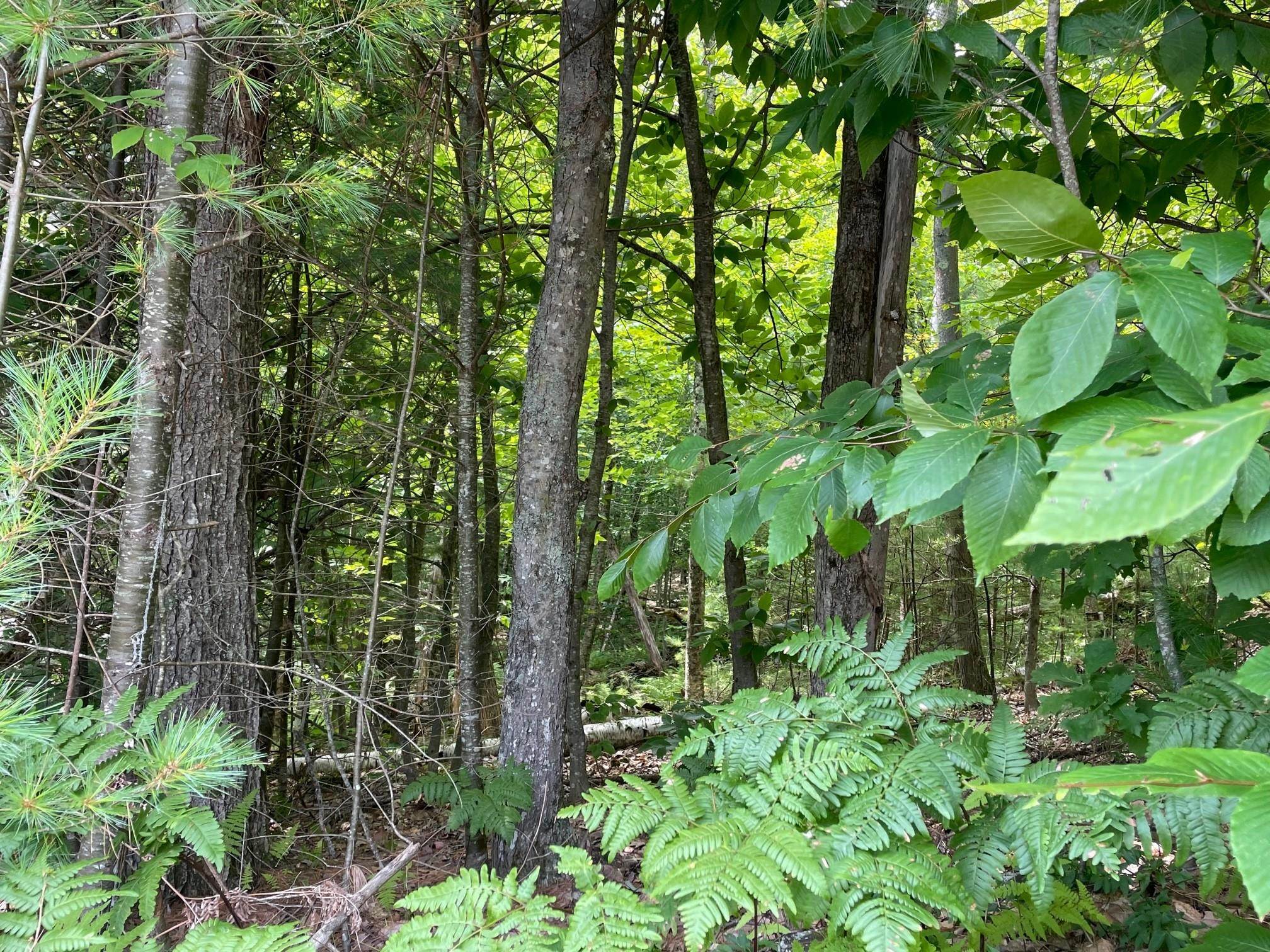 0 Sanborn Road Ashland, NH 03217 - Photo 5 of 16 Gallery Image 5