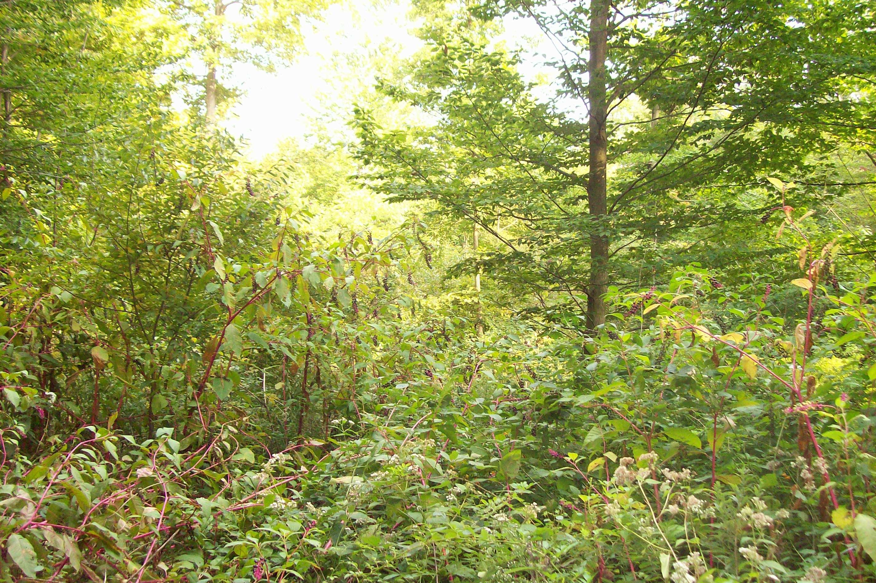 0 Johnstown Utica Road Utica, OH 43080 - Photo 8 of 11