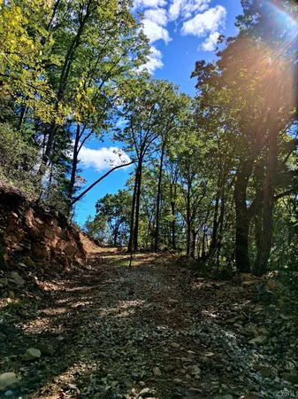 a view of a tree in the middle of a yard