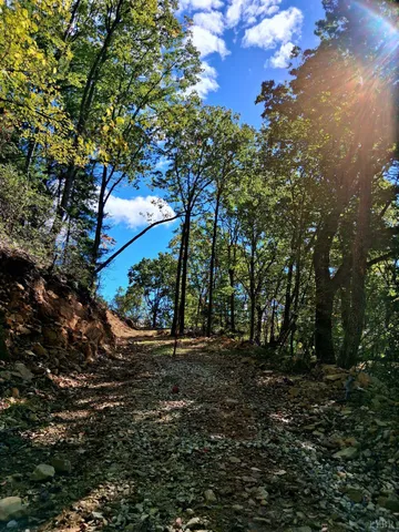 a view of a tree in the middle of a yard