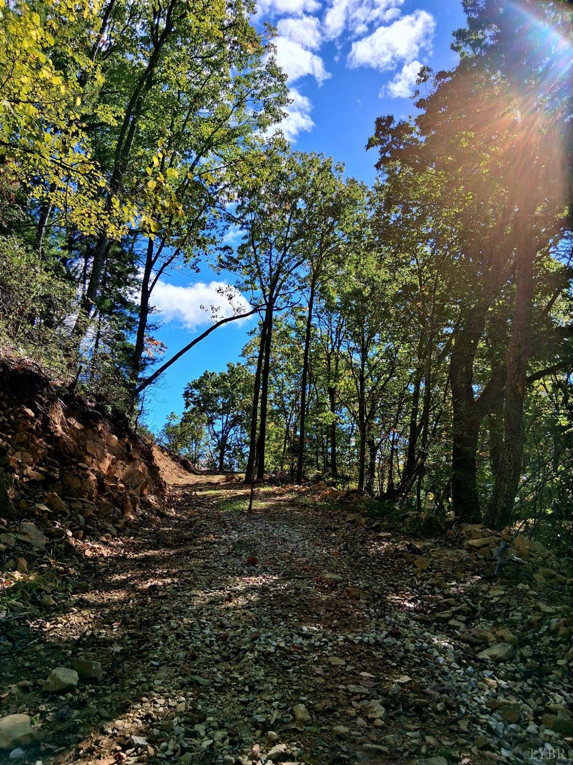 a view of a tree in the middle of a yard