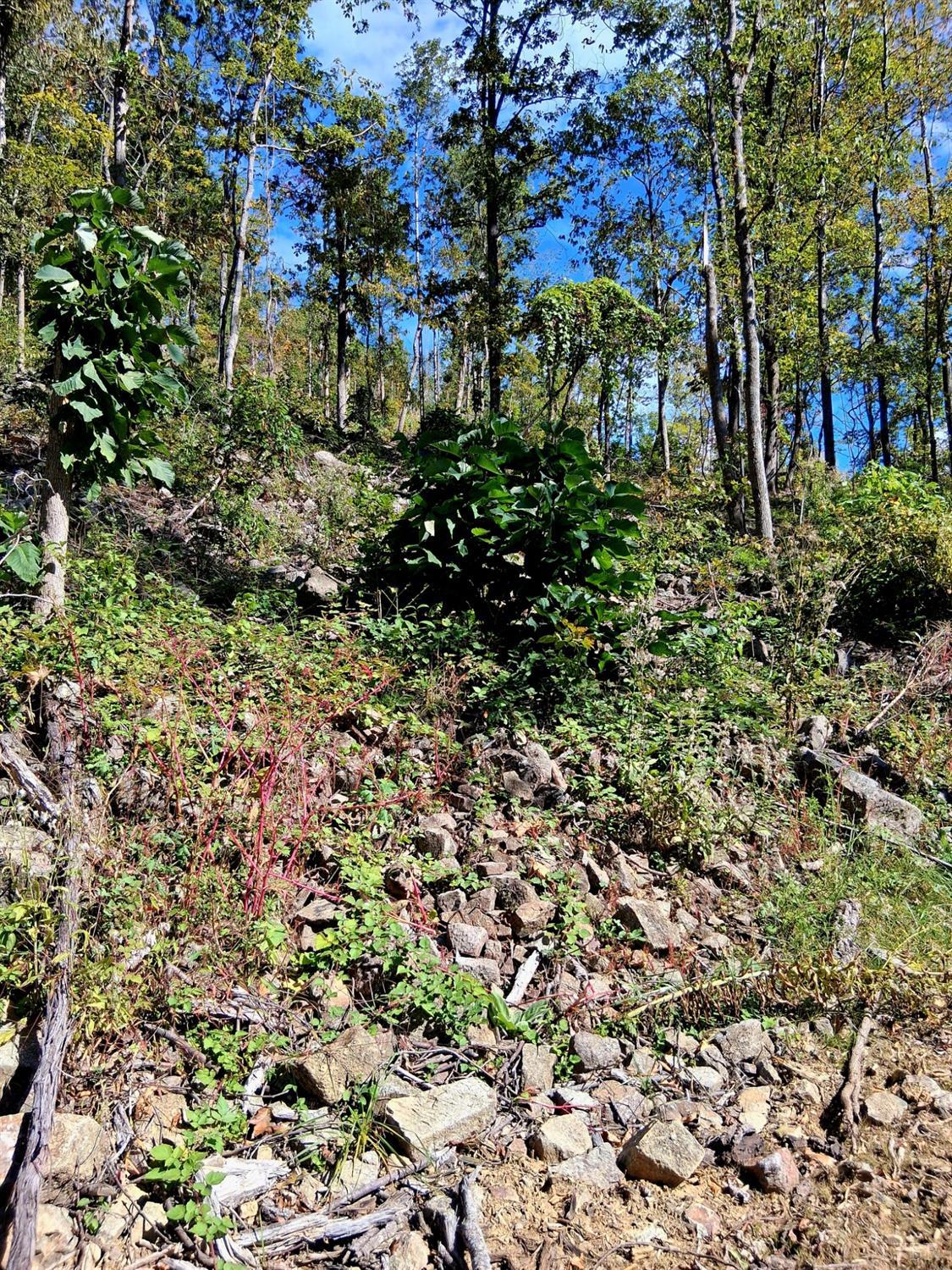 a view of a large yard with plants and large trees