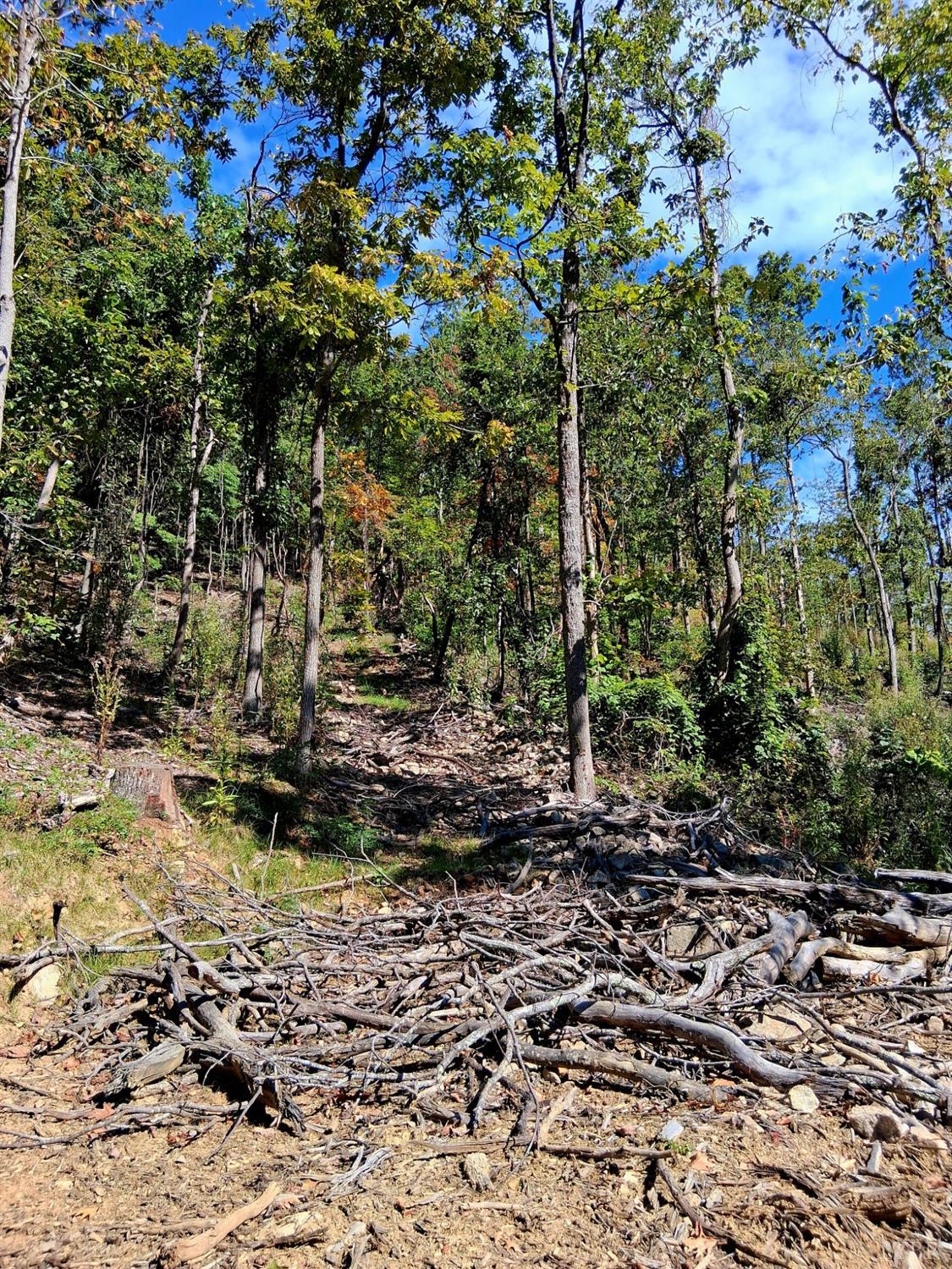 0 Mt Horeb Road Amherst, VA 24521 - Photo 2 of 24 a view of a forest with trees