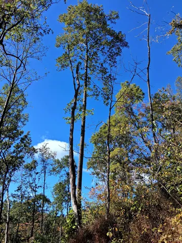 a view of outdoor space with trees