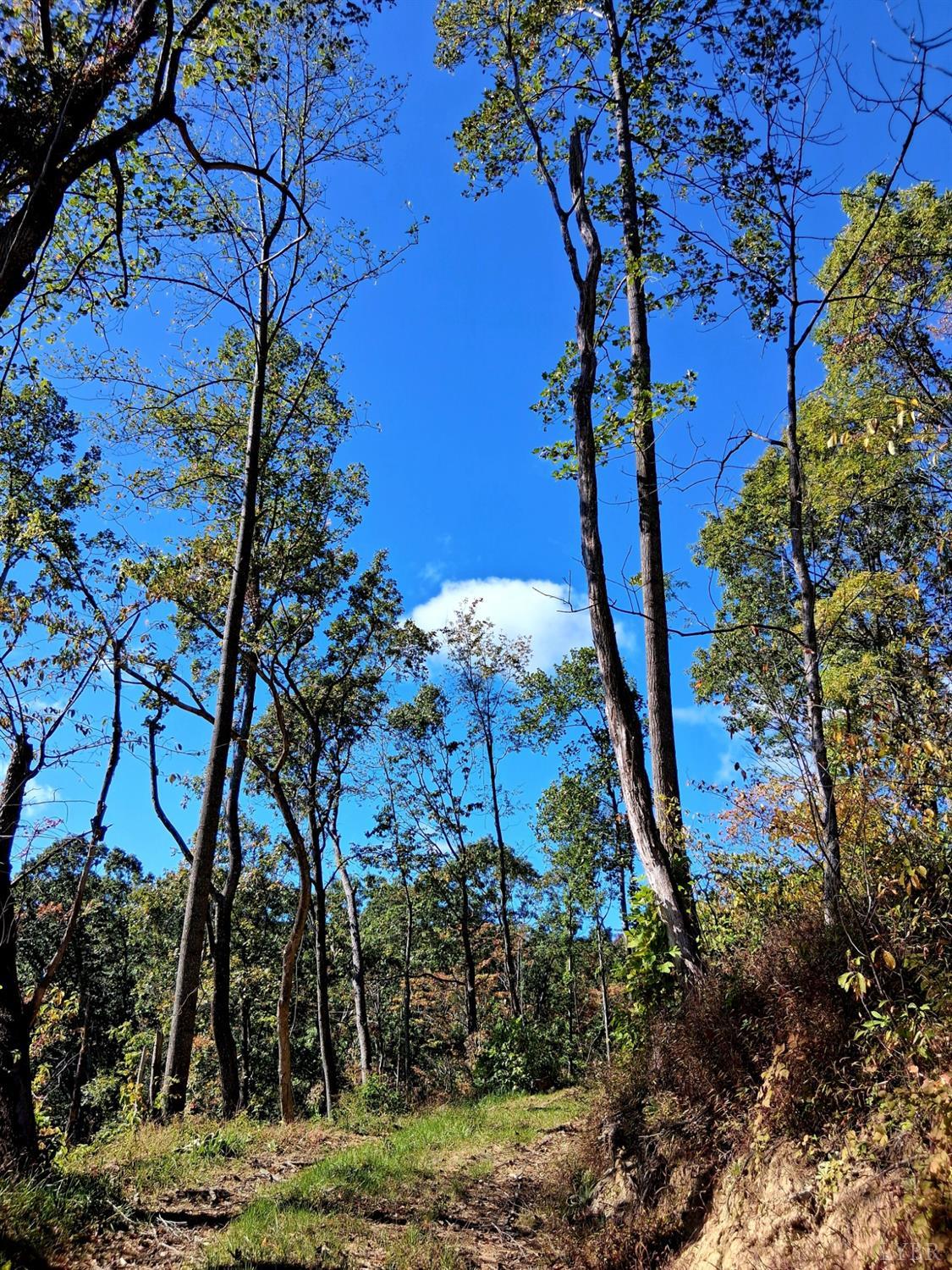 0 Mt Horeb Road Amherst, VA 24521 - Photo 24 of 24 a view of a yard with lots of bushes