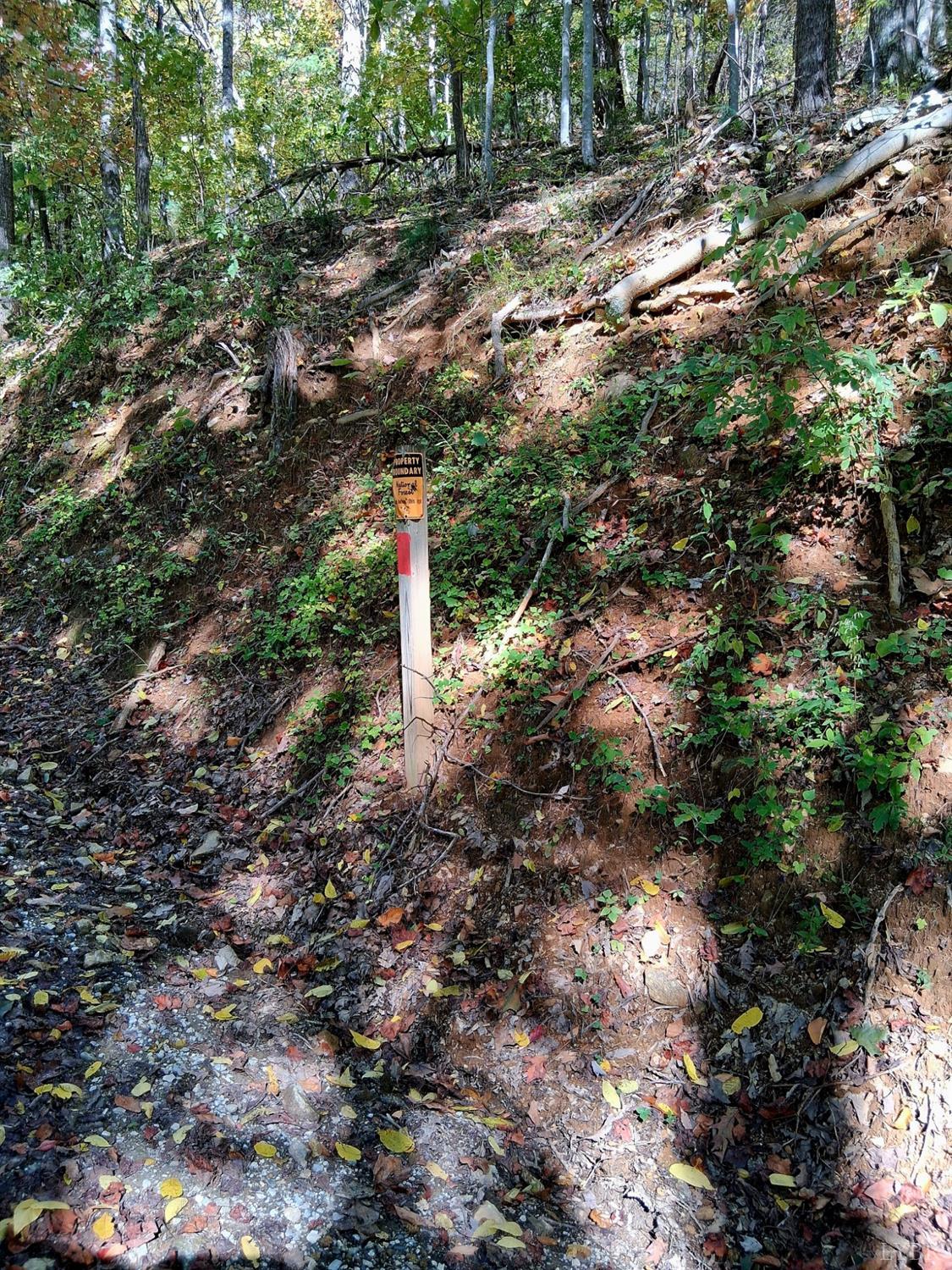 0 Mt Horeb Road Amherst, VA 24521 - Photo 8 of 24 a close up of a tree