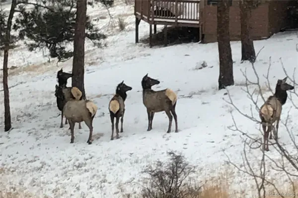 $700,000 | 829 County Road 72, Bailey, CO 80421