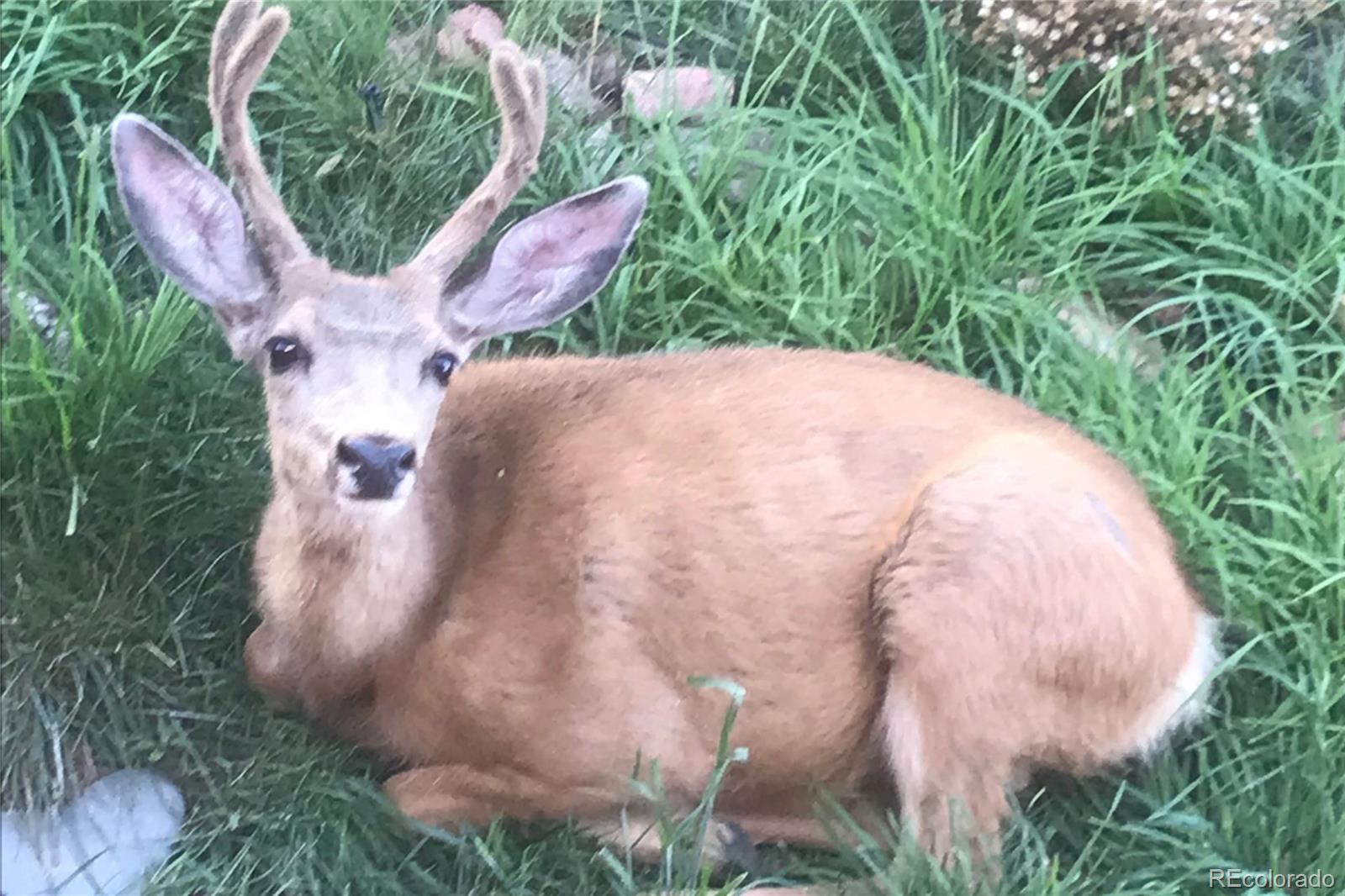 829 County Road 72 Bailey, CO 80421 - Photo 32 of 45