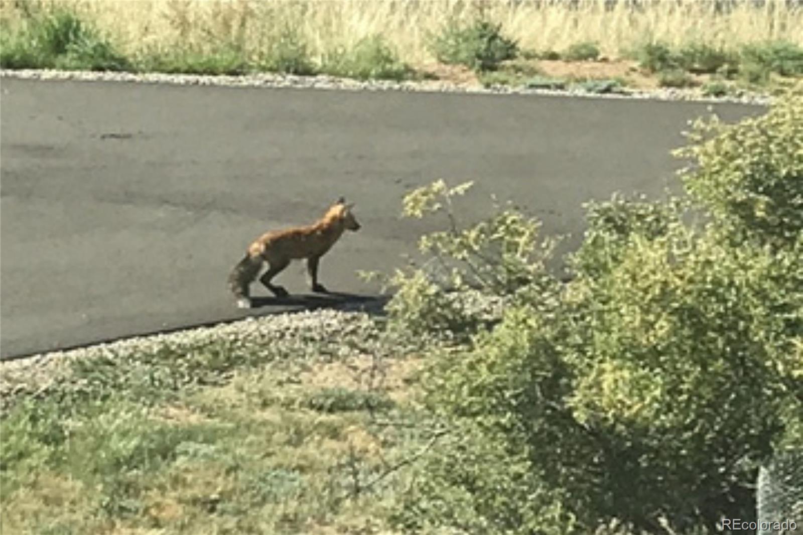 829 County Road 72 Bailey, CO 80421 - Photo 40 of 45