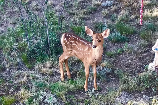 $700,000 | 829 County Road 72, Bailey, CO 80421