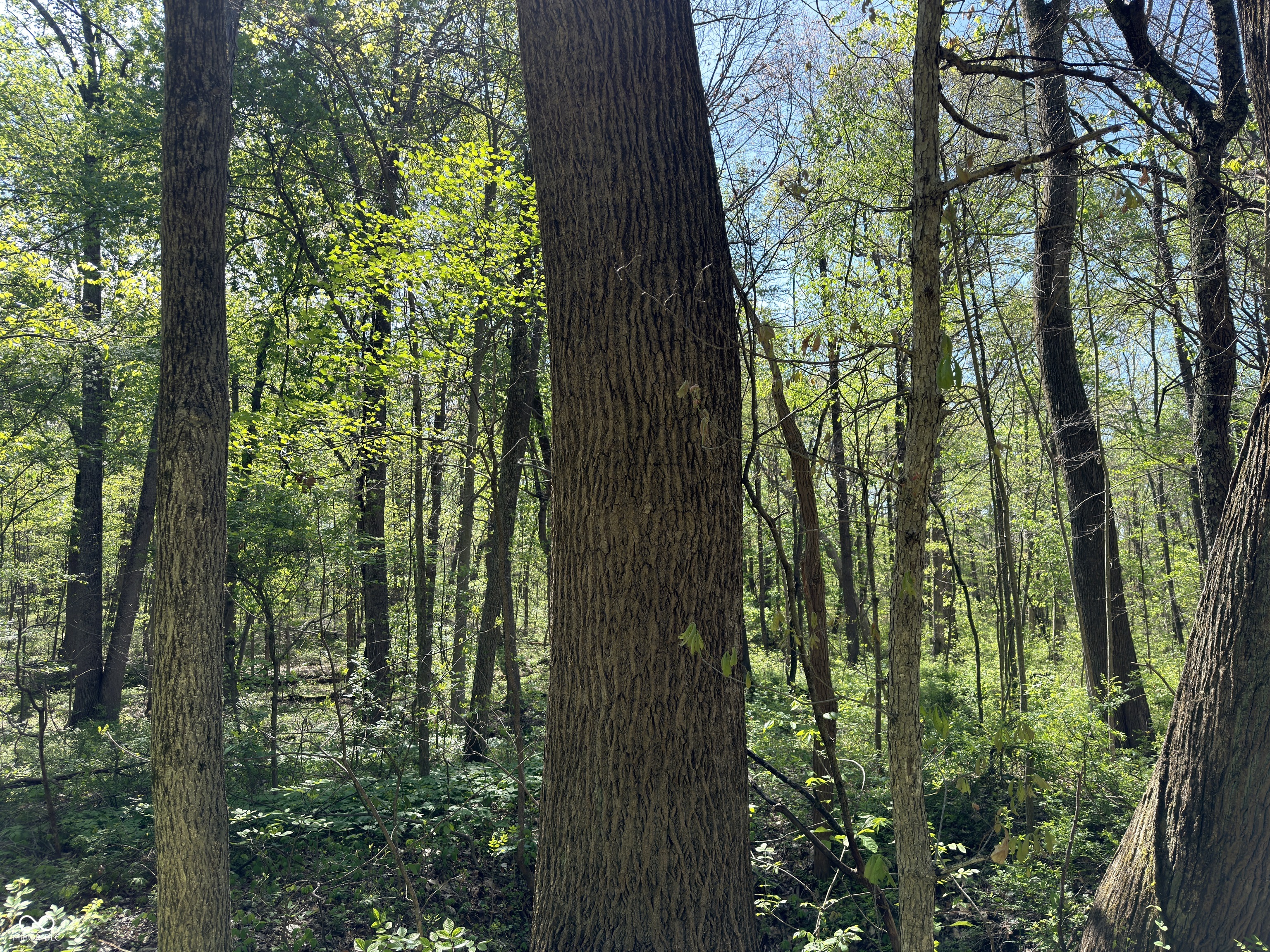 4115 East Olive Branch Road Bloomfield, IN 47424 - Photo 42 of 58