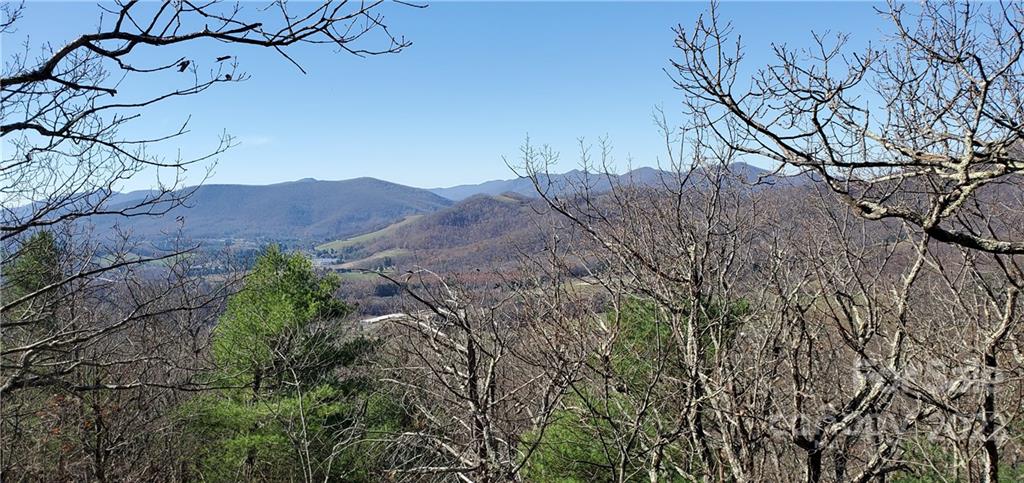 a view of a bunch of trees and bushes