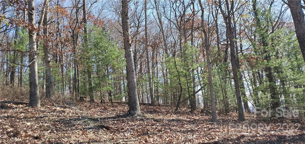 1248 Wade Bare Road Jefferson, NC 28640 - Photo 18 of 37 a view of a forest filled with trees