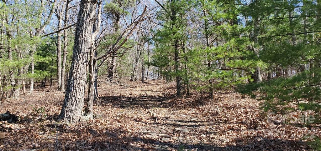 1248 Wade Bare Road Jefferson, NC 28640 - Photo 19 of 37 a view of a yard with plants and trees