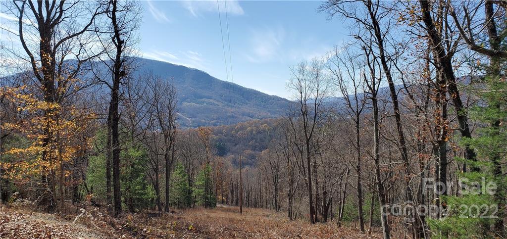 1248 Wade Bare Road Jefferson, NC 28640 - Photo 23 of 37 a view of a forest with a tree