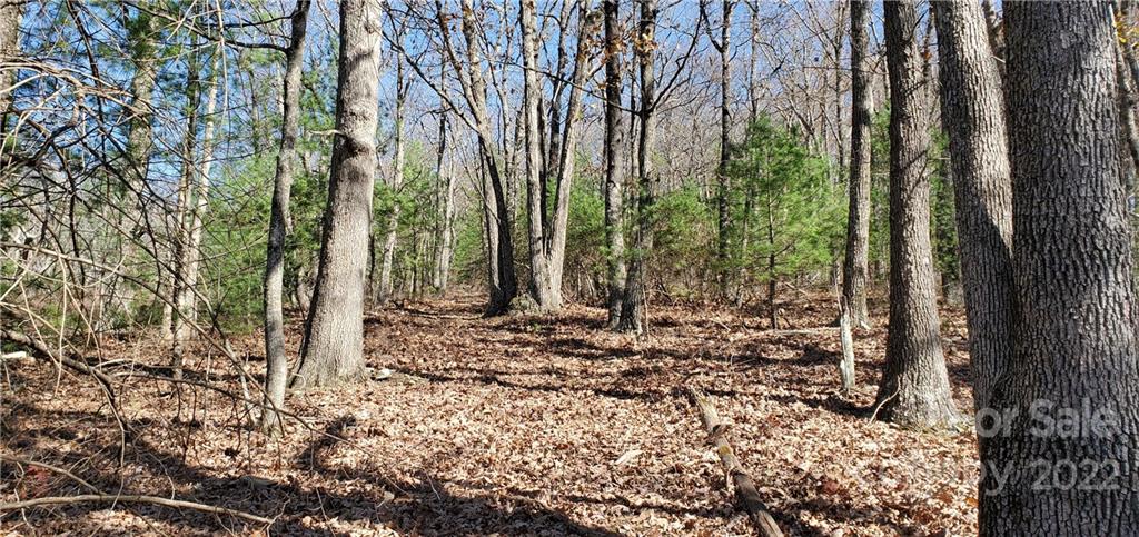 1248 Wade Bare Road Jefferson, NC 28640 - Photo 24 of 37 a view of a forest filled with trees