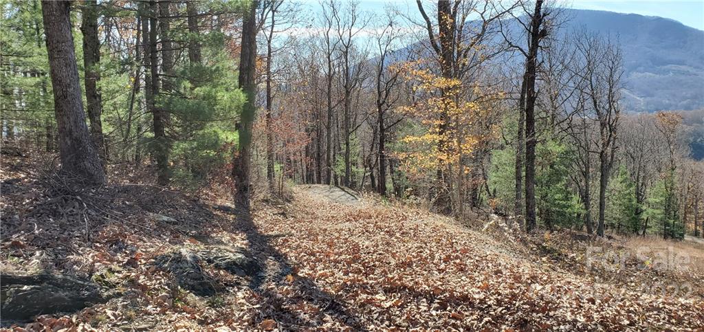 1248 Wade Bare Road Jefferson, NC 28640 - Photo 28 of 37 a view of a forest filled with trees