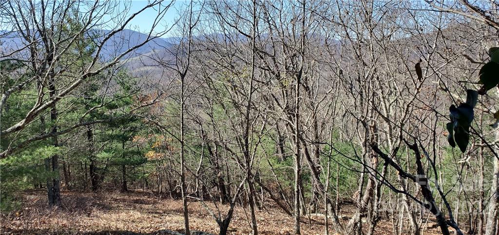 1248 Wade Bare Road Jefferson, NC 28640 - Photo 36 of 37 a view of a forest with lots of trees