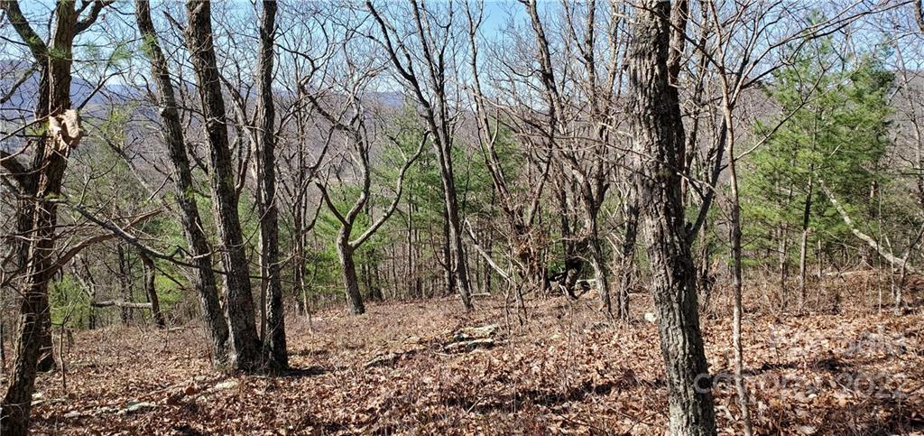 1248 Wade Bare Road Jefferson, NC 28640 - Photo 37 of 37 a view of a forest with trees