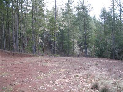 0 Butcherknife Road, Unit 1400 Wilderville, OR 97543 - Photo 2 of 4 a view of a forest with trees in the background