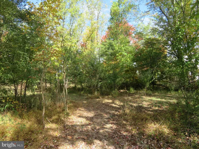 a view of a lake with a tree