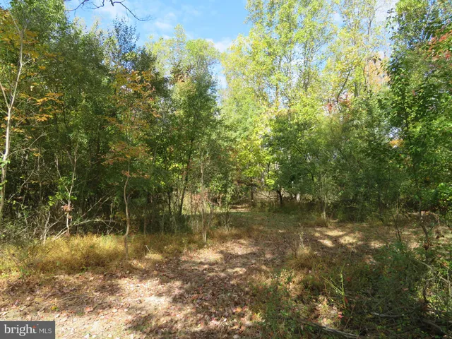 a view of a dry yard with large trees