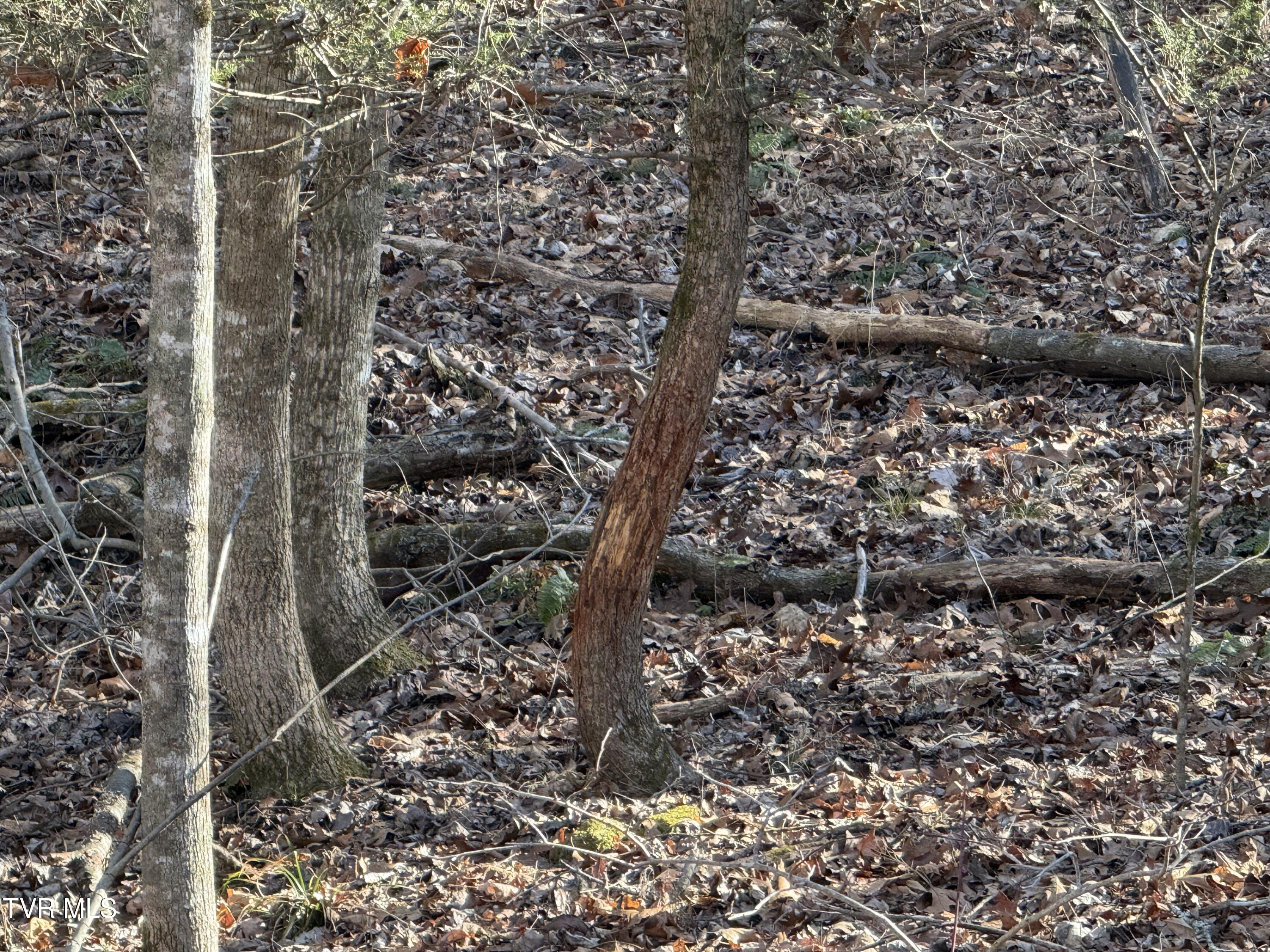 6181 Poplar Springs Road Greeneville, TN 37743 - Photo 80 of 97 083