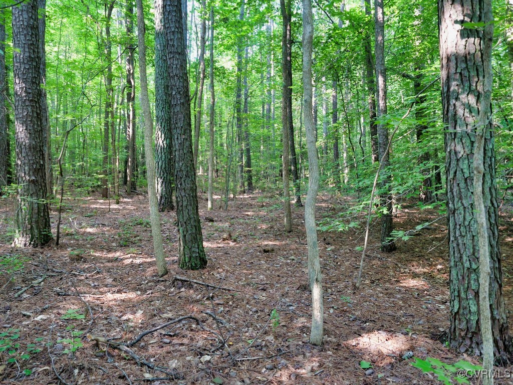 0 Black Stump Road Weems, VA 22576 - Photo 20 of 25 a view of outdoor space with lots of trees