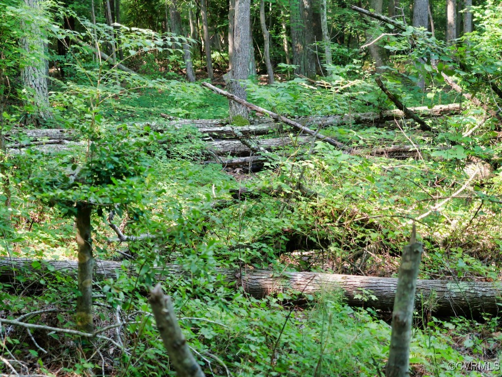 0 Black Stump Road Weems, VA 22576 - Photo 21 of 25 a view of a garden with a tree