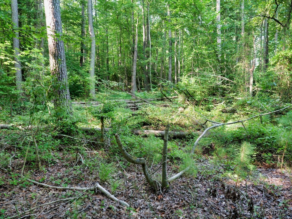 0 Black Stump Road Weems, VA 22576 - Photo 22 of 25 a view of forest
