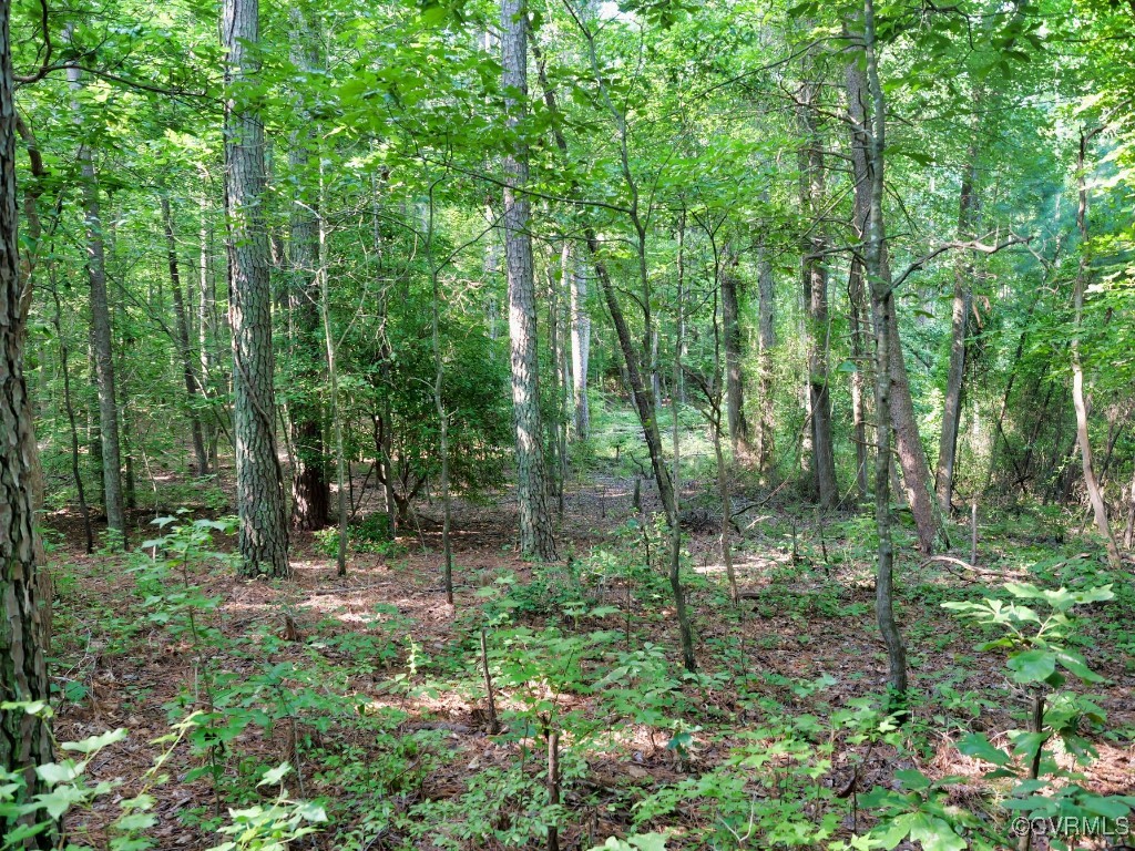 0 Black Stump Road Weems, VA 22576 - Photo 23 of 25 a view of forest