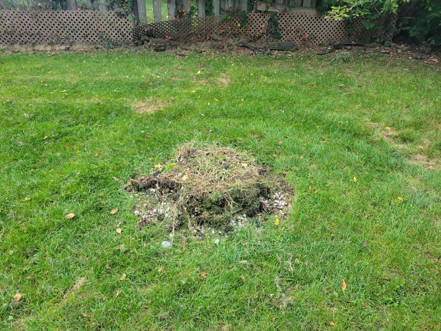 8918 Parkside Avenue Morton Grove, IL 60053 - Photo 8 of 36 a view of a plants and bench in a yard