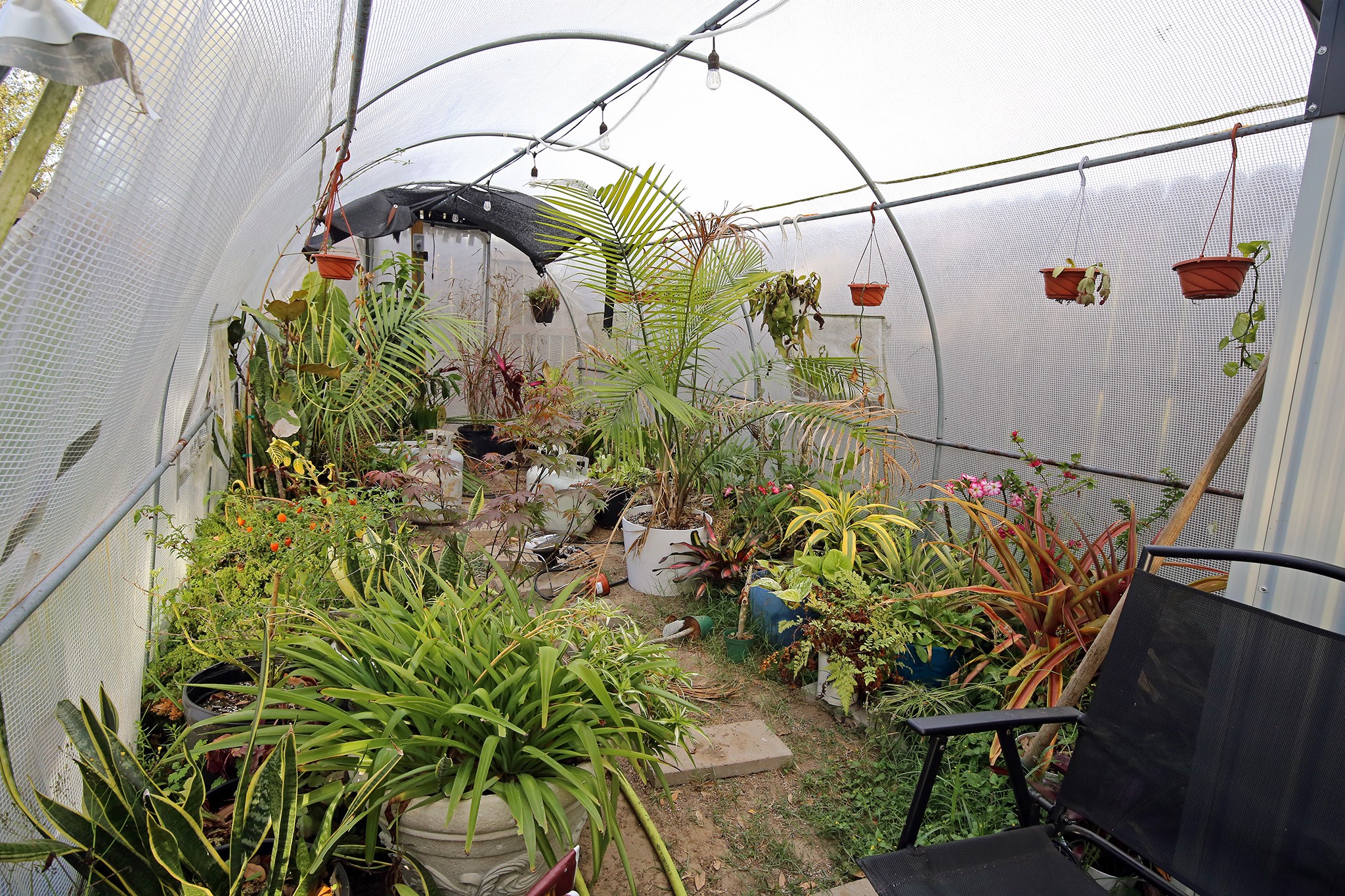 907 Riverside Drive Alvin, TX 77511 - Photo 29 of 31 Inside the big Greenhouse! Greenhouse will stay but not the plants!