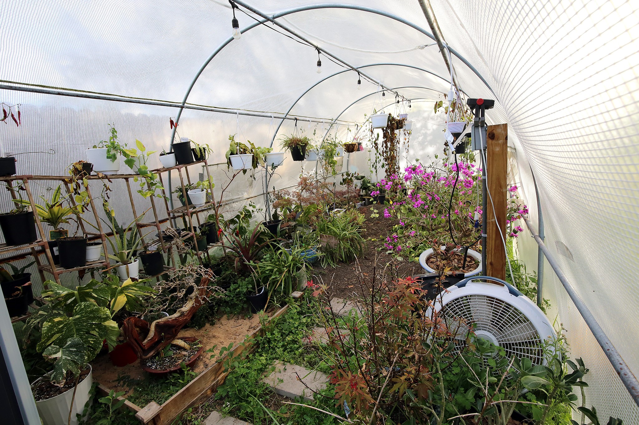 907 Riverside Drive Alvin, TX 77511 - Photo 30 of 31 The other end of the Greenhouse!