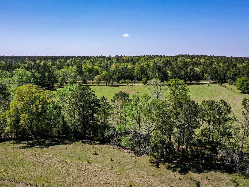 0 Black Jack Cemetery Road Huntsville, TX 77340 - Photo 2 of 11 a view of a yard with a tree