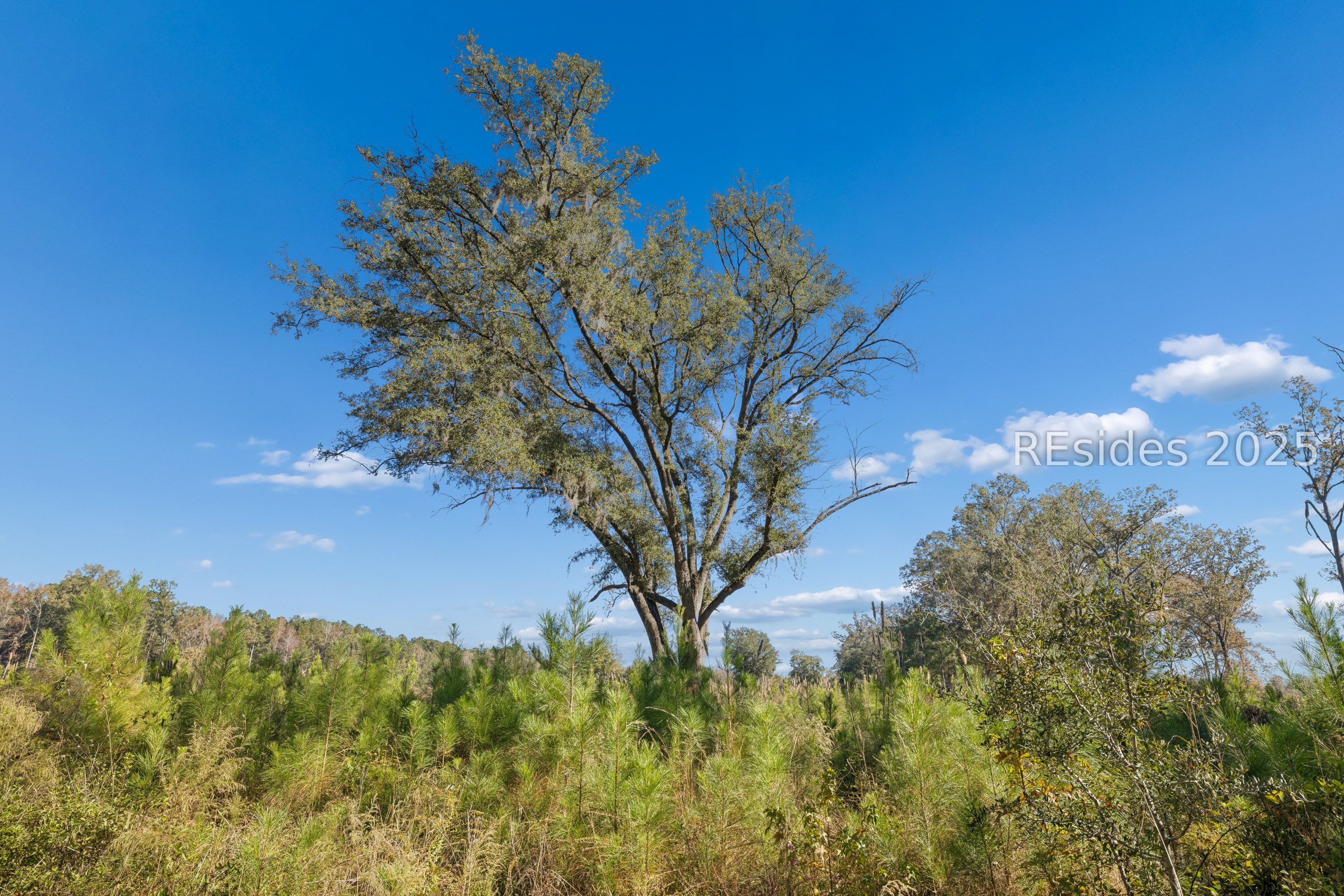 0 Morgandollar Road Ridgeland, SC 29936 - Photo 20 of 38