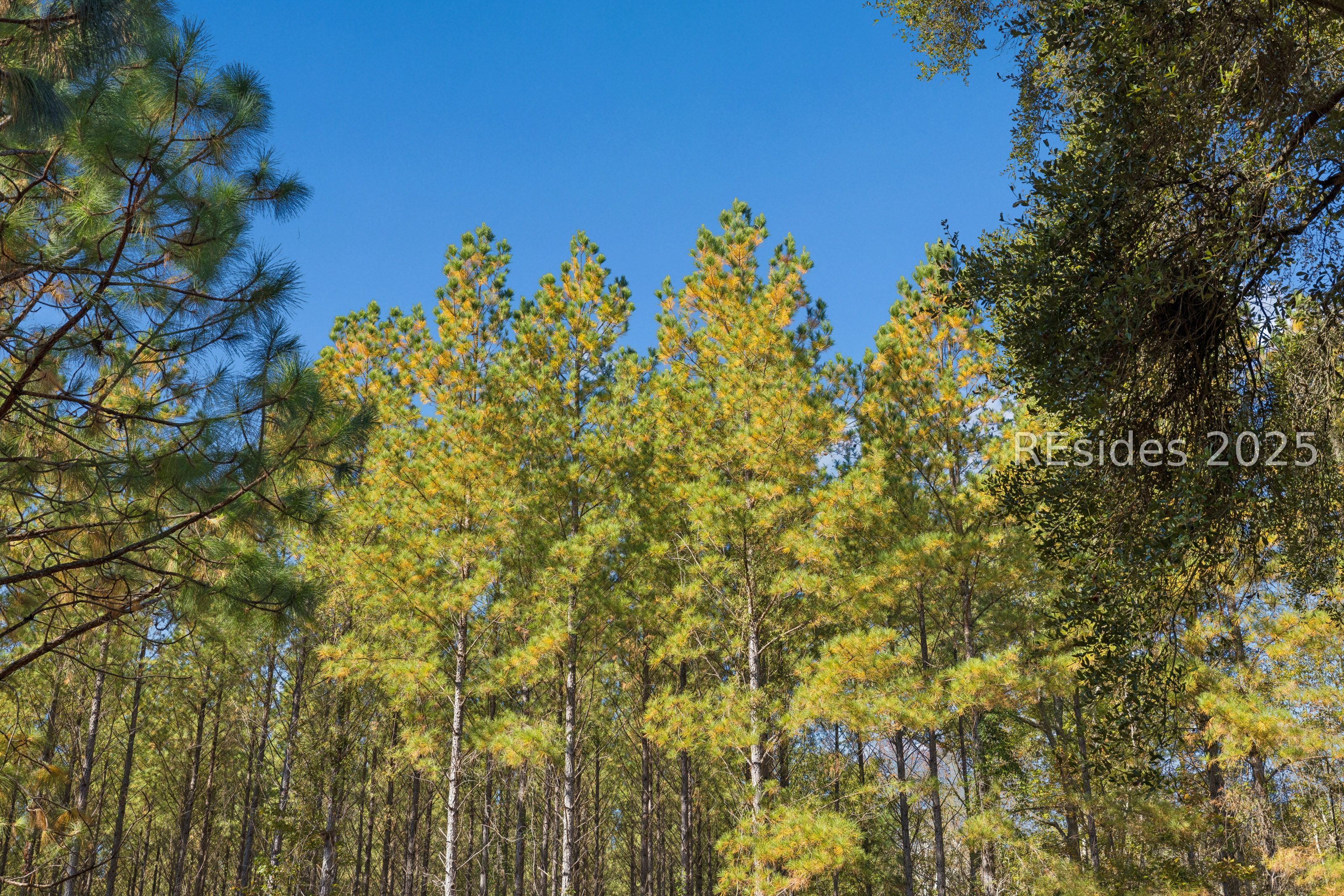 0 Morgandollar Road Ridgeland, SC 29936 - Photo 38 of 38