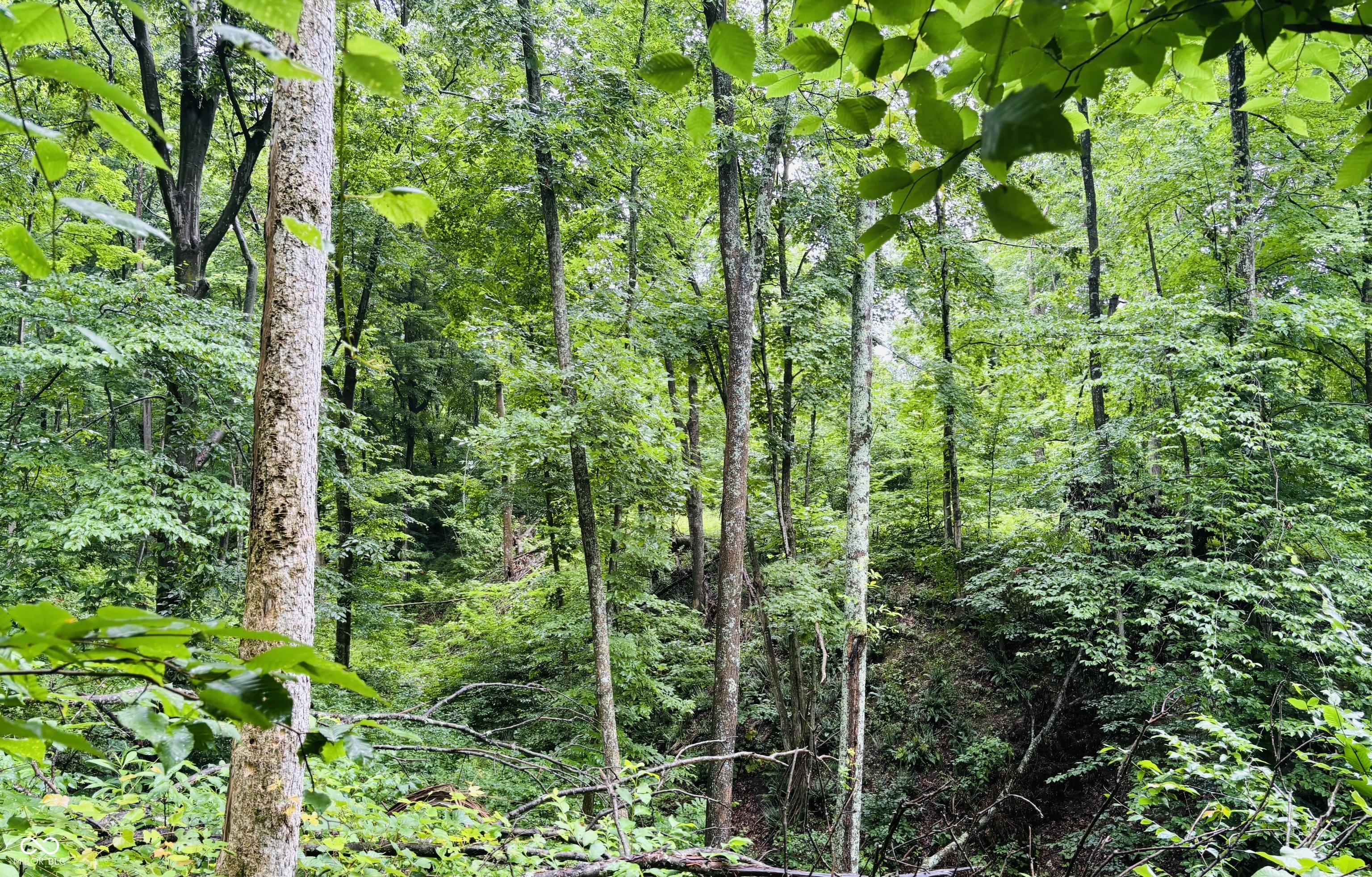 0 Laurel Road Laurel, IN 47024 - Photo 11 of 17